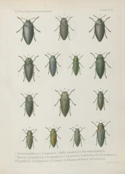 Fig. 1. Brachinus venator 2. Selenophorus atratus 3. S. ditatatus 4. Feronia parvula 5. Harpalus dorsiger 6. Stenolophus promptus 7. Acupalpus 4_pustulatus Dejean. 8. A. plagifer 9. A. vittiger 10. Noterus imbricatus mas. 11. Femina. 12. Hyphydrus circumflexus 13. Attagenus vestitus 14. Lordites grammicus 15. Philonthus nitidicollis 16. Paederus luctuosus, Wilhelm Karl Hartwich Peters