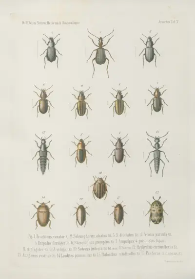 Fig. 1. Cicindela intermedia 2. C. congrua 3. Lasiocera tessellata 4. Tefflus Delegorguei Guer. mas. 5. Femina. 6. T. procerus 7. T. carinatus 8. T. violaceus 9. Omophron depressum 10. Chlaenius apiatus 11. Oodes validus 12. Angionychus lividus 13. Abacetus angustatus 14. Rathymus melanarius, Wilhelm Karl Hartwich Peters