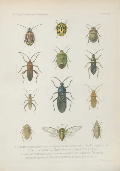 Fig.1 Limnobia albonotata Loew 2.3. Midas dispar Loew 4. Conops bipunctatus Loew 5. 6. Microstylum acutirostre Loew 7. Leptogaster stigmaticalis Loew 8. Exoprosopa inaequalipes Loew 9. Anthrax biflexa Loew 10. Platystoma pectoralis Loew, Wilhelm Karl Hartwich Peters