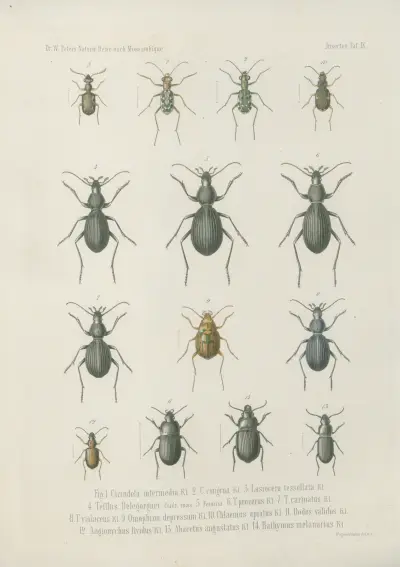 Fig. 1. Manticora herculeana 2. M. scabra 3. Femina. 4. Anthia Petersii 5. A. Fornasinii Bertol. 6. A. aequilatera 7. A. Ranzanii Bertol. 8. A. leucospelota Bertol. 9. Sc. molossus 10. Sc. superciliosus 11. Sc. aestuans, Wilhelm Karl Hartwich Peters
