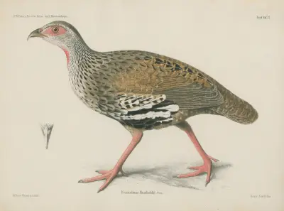 Francolinus Humboldtii av Wilhelm Karl Hartwich Peters