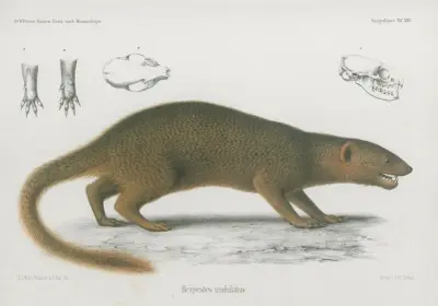 Herpestes undulatus, Wilhelm Karl Hartwich Peters