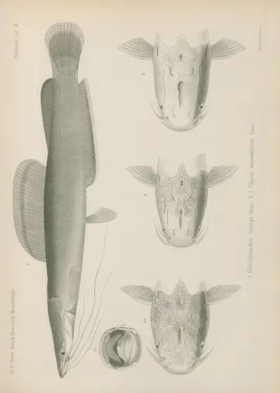 Heterobranchus laticeps 2. 3. Clarias mossambicus, Wilhelm Karl Hartwich Peters