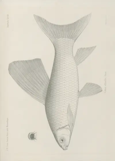 Labeo altivelis, Wilhelm Karl Hartwich Peters
