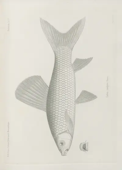 Labeo congoro, Wilhelm Karl Hartwich Peters