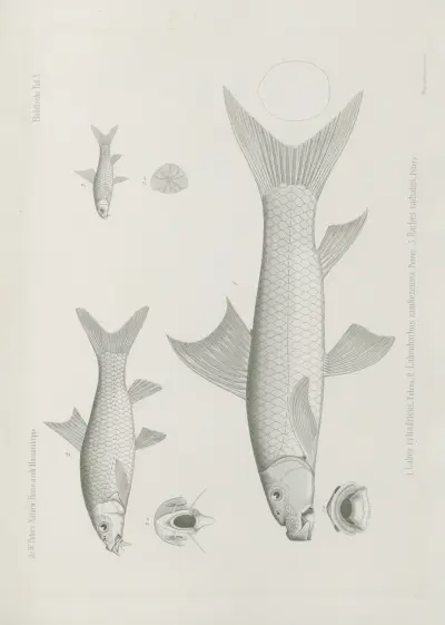 Labeo cylindricus 2. Labeobarbus zambezensis 3. Barbus radiatus, Wilhelm Karl Hartwich Peters