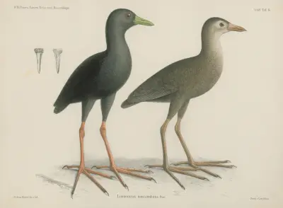 Limnocorax mossambicus av Wilhelm Karl Hartwich Peters