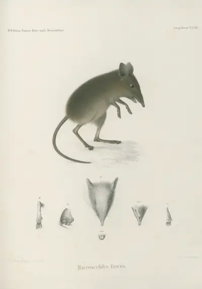 Macroscelides fuscus, Wilhelm Karl Hartwich Peters