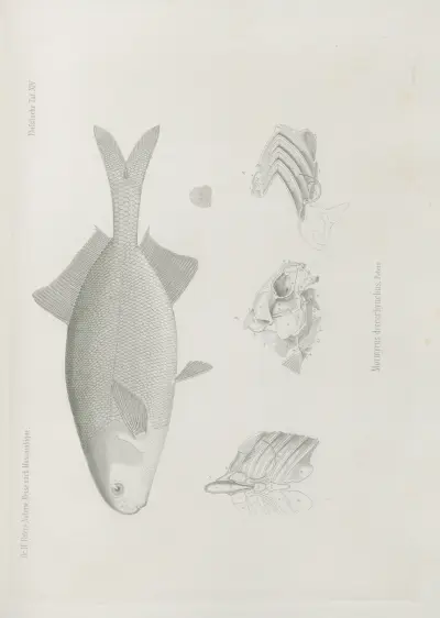 Mormyrus discorhynchus, Wilhelm Karl Hartwich Peters