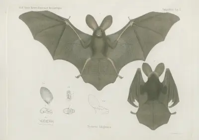 Nycteris fuliginosa, Wilhelm Karl Hartwich Peters