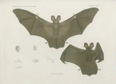 Nycteris villosa, Wilhelm Karl Hartwich Peters