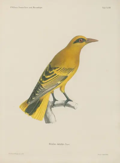 Oriolus notatus av Wilhelm Karl Hartwich Peters