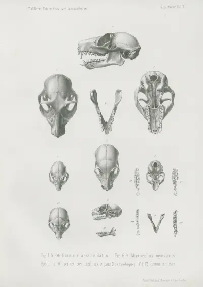 Otolicnus crassicaudatus. Microcebus myoxinus. Otolicnus senegalensis .. Lemur mongoz, Wilhelm Karl Hartwich Peters