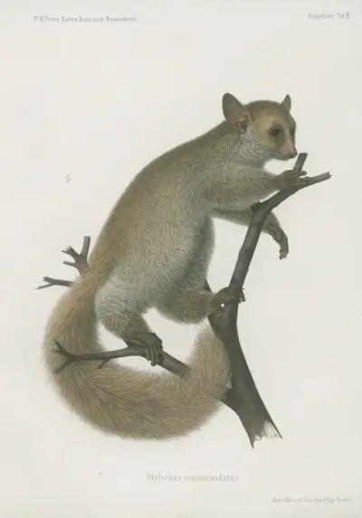 Otolicnus crassicaudatus, Wilhelm Karl Hartwich Peters