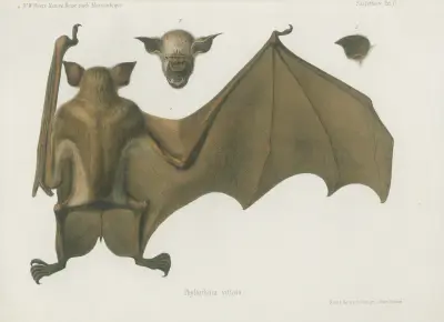 Phyllorhina vittata, Wilhelm Karl Hartwich Peters