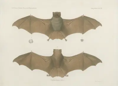 Phyllorrhina caffra, Wilhelm Karl Hartwich Peters
