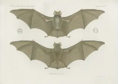 Phyllorrhina gracilis, Wilhelm Karl Hartwich Peters