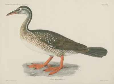 Podica mossambica av Wilhelm Karl Hartwich Peters