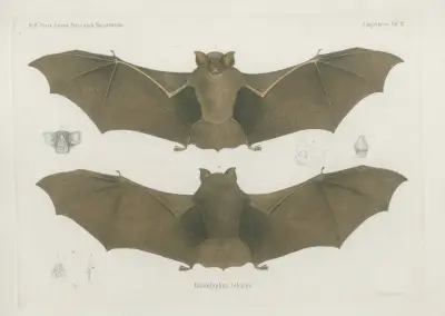 Rhinolophus lobatus, Wilhelm Karl Hartwich Peters