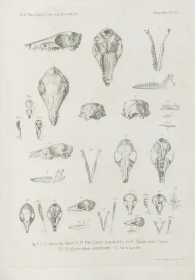 Rhynchocyon Cirnei. Petrodromus tetradactylus. Macroscelides fuscus. Chrysochloris obtusirostris. Sorex sacralis, Wilhelm Karl Hartwich Peters