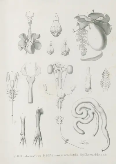 Rhynchocyon Cirnei. Petrodromus tetradactylus. Macroscelides intufi, Wilhelm Karl Hartwich Peters
