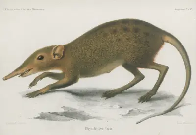 Rhynochocyon Cirnei, Wilhelm Karl Hartwich Peters
