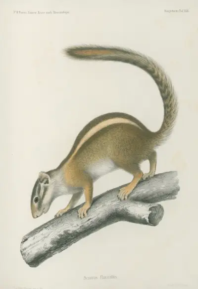 Sciurus flavivittis, Wilhelm Karl Hartwich Peters