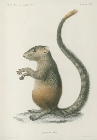 Sciurus mutabilis, Wilhelm Karl Hartwich Peters