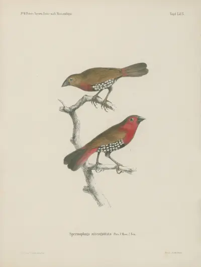 Spermophaga niveoguttata 1. Masc. 2. Fem. av Wilhelm Karl Hartwich Peters