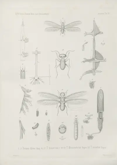 Termes bellicosus, Wilhelm Karl Hartwich Peters