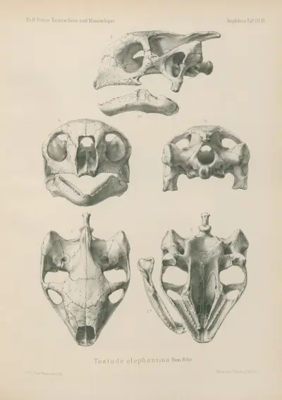 Testudo elephantina, Wilhelm Karl Hartwich Peters