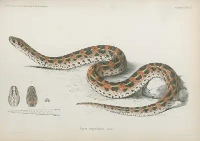 Vipera superciliaris av Wilhelm Karl Hartwich Peters