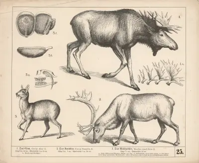 1. Das Elenn. 2. Das Rennthier. 3. Das Moschusthier av Heinrich Leutemann