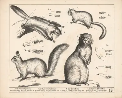 1. Das gemeine Eichhörnchen. 2. Das gemeine Flughörnchen. 3. Der Siebenschläfer. 4. Das gemeine Murmelthier., 1882 – nr 2 av Heinrich Leutemann