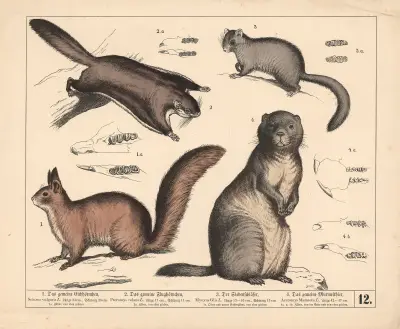 1. Das gemeine Eichhörnchen. 2. Das gemeine Flughörnchen. 3. Der Siebenschläfer. 4. Das gemeine Murmelthier, 1882 – nr 1 av Heinrich Leutemann