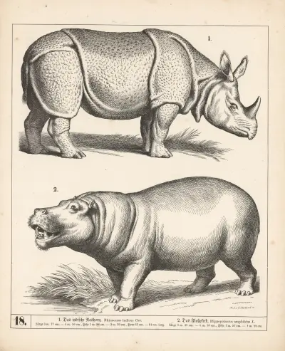 1. Das indische Nashorn. 2. Das Flusspferd., 1882 – nr 2 av Heinrich Leutemann