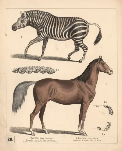 1. Hästen. 2. Zebran. av Heinrich Leutemann