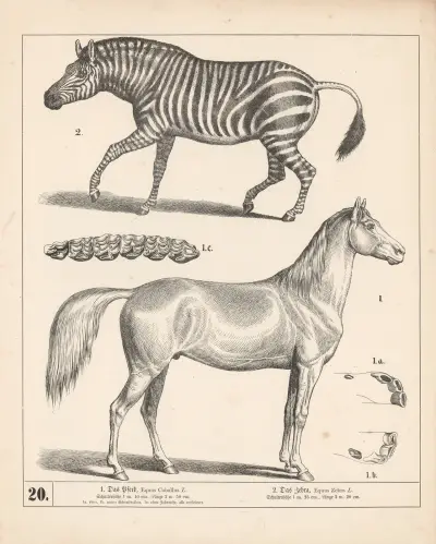 1. Hästen. 2. Zebran av Heinrich Leutemann