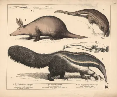 1. Der Ameisenscharrer (Erdschwein). 2. Der grosse Ameisenfresser. 3. Das langgeschwänzte Schuppenthier, 1882 – nr 1 av Heinrich Leutemann