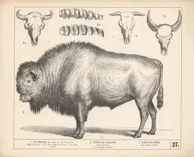 1. Der Auerochs. 2. Schädel vom Hausochsen. 3. Schädel vom Büffel, 1882 – nr 1 av Heinrich Leutemann