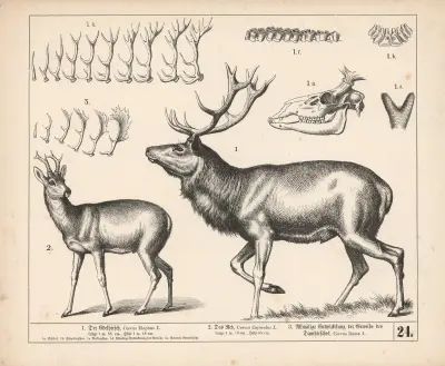1. Der Edelhirsch. 2. Das Reh. 3. Allmälige Entwickelung der Geweihe des Damhirsches., 1882 – nr 2 av Heinrich Leutemann