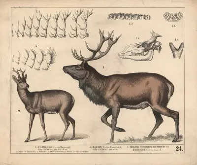 1. Der Edelhirsch. 2. Das Reh. 3. Allmälige Entwickelung der Geweihe des Damhirsches, 1882 – nr 1 av Heinrich Leutemann