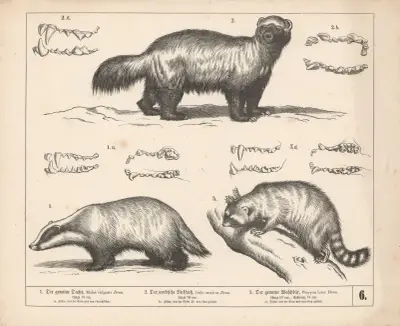 1. Der gemeine Dachs. 2. Der nordische Vielfrass. 3. Der gemeine Waschbär av Heinrich Leutemann