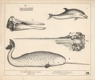 1. Der gemeine Delphin. 2. Der Narwall. av Heinrich Leutemann