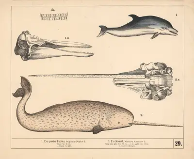 1. Der gemeine Delphin. 2. Der Narwall av Heinrich Leutemann