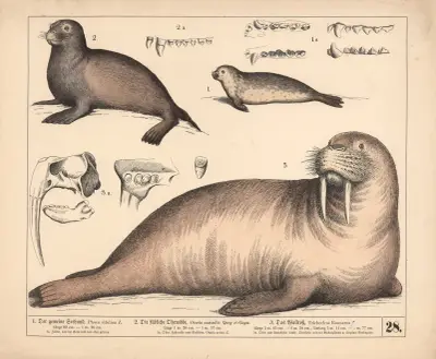 1. Der gemeine Seehund. 2. Die südliche Ohrrobbe. 3. Das Wallross., 1882 – nr 2 av Heinrich Leutemann
