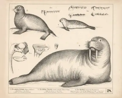 1. Der gemeine Seehund. 2. Die südliche Ohrrobbe. 3. Das Wallross.., 1882 – nr 1 av Heinrich Leutemann