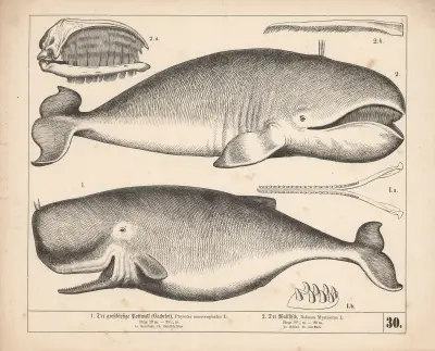 1. Der grossköpfige Pottwall (Cachelot) 2. Der Wallfisch av Heinrich Leutemann