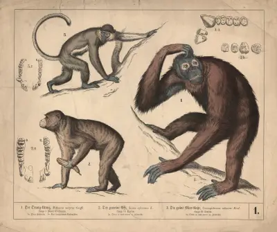 1. Der Orang-Utang. 2. Der gemeine Affe. 3 Die grüne Meer-Katze av Heinrich Leutemann