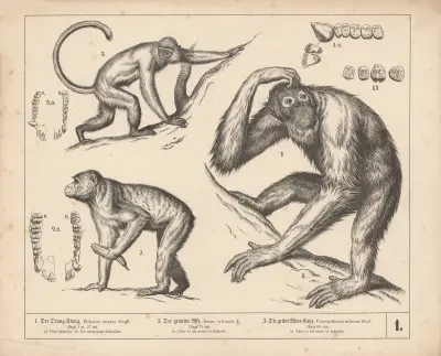 1. Orangutangen. 2. Den vanliga apan. 3. Den gröna havskatten av Heinrich Leutemann